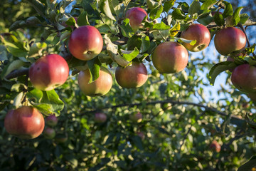 Ripe red apples on a branch, a new crop.