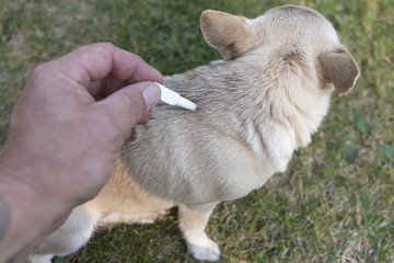Naklejka na ściany i meble A small dog Chihuahua drip with a drop of fleas and mites.