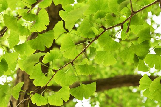 Ginkgo tree leaves china
