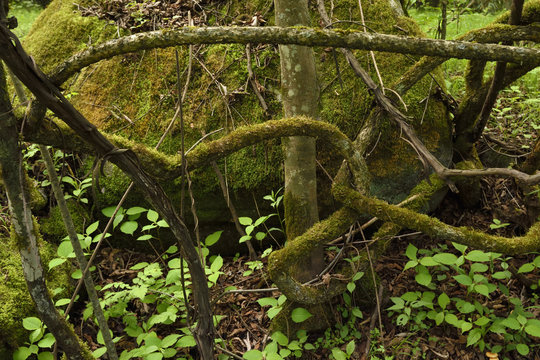 Roots and lineas china