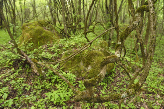 Roots and lineas china