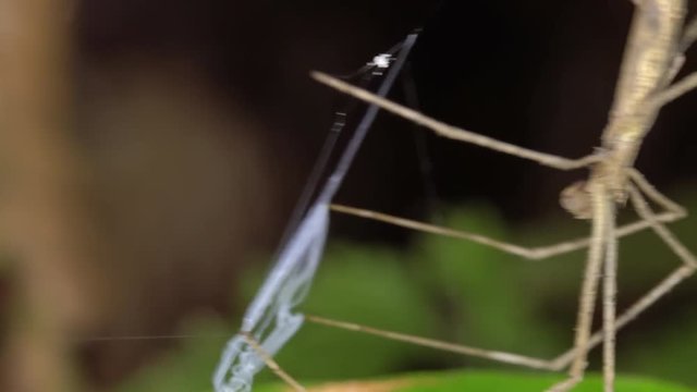 Ogre Faced Spider (Deinopis sp.) holding its web ready to catch a prey item. They use a square sticky web held between the feet to actively catch passing insects. In the rainforest understory, Ecuador