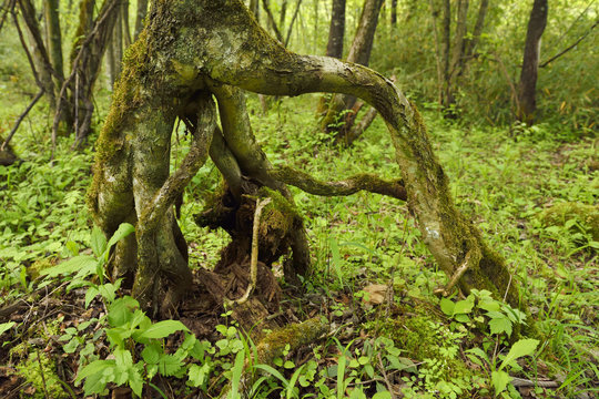 Roots and lineas china