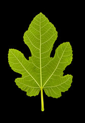 close up green fig leaf on black