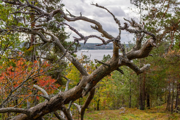 fallen deadwood in autumn, rocky pine forest at lake shore, deciduous trees behind in autumn colors, backround gray cloudy sky