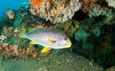Lined sweetlips, Plectorhinchus lineatus, Liberty Wreck, Tulamben Bali Indonesia.
