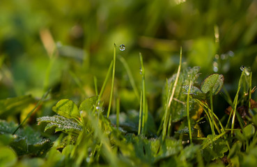 A drop of water on the grass close up.