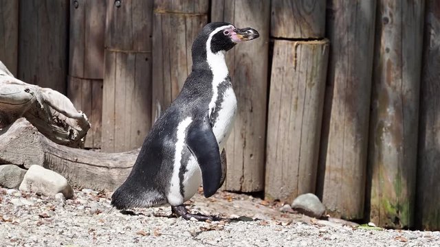 Humboldt Pinguin - Spheniscus humboldti
