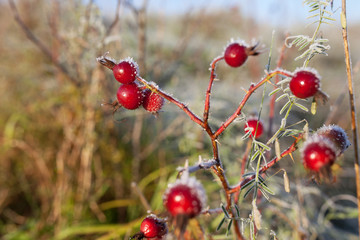 Red rosehip berries with snow. A wild rose shrub with frost. First frost in autumn. Hoarfrost on...