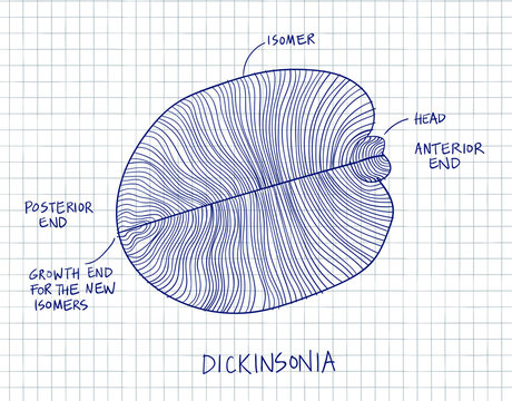 Dickinsonia Fossil Sketch Illustration. Paleontology Drawing