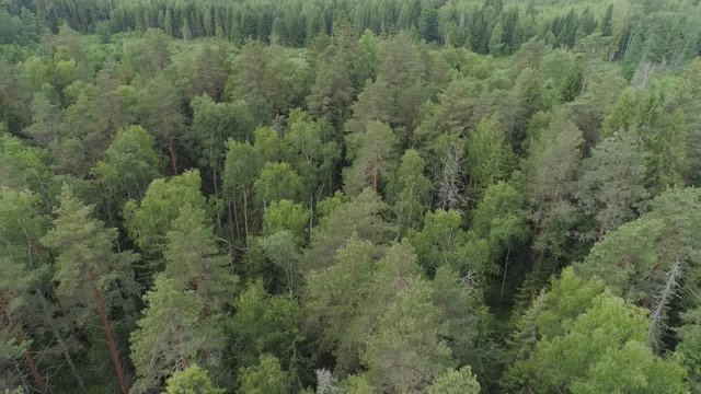 Aerial view green forest, treetops, forest area. Pine, spruce forest from above. Flight over mixed forest on a sunny summer day