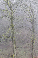 trees in misty woodland