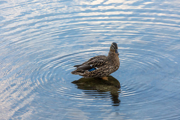 Duck in water