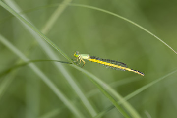 キイトトンボ雄