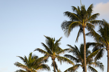 Fototapeta na wymiar palm trees over clear sky
