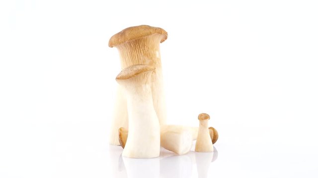 Several big and small eryngii abalone tree mushrooms. Standing and lying. Rotating on the turntable isolated on the white background. Close up. Macro.