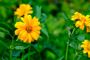 gerbera flowers in the wild growing in the garden, summer flower garden blurred background for decoration