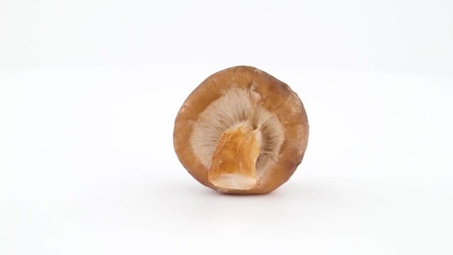 One shiitake mushroom. Rotating on the turntable isolated on the white background. Close up. Macro.