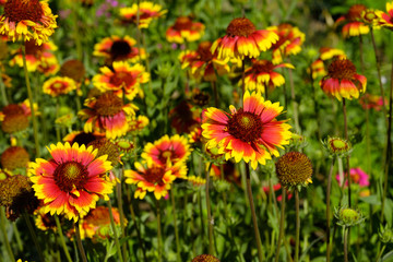gaylardiya flowers of the two colors in large quantities on the field on a clear Sunny day, the background