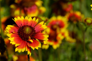 gai lardia flower close-up of visible petals, backdrop of flowers blurred in a summer sunny day