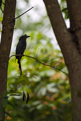 Greater Racket-tailed Drongo - Dicrurus paradiseus, iconic black perching bird from Southeast Asia forests and woodlands.