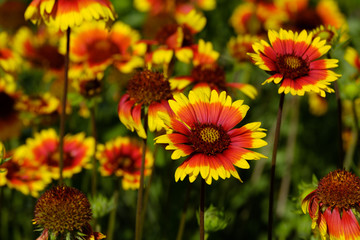 a lot of gaylard flowers on the background of other similar colors, summer clear day bright illumination garden