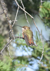 Broad-Tailed Hummingbird