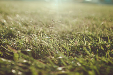 Green grass background. Grass in the park at sunset close-up. Wallpaper
