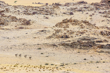 Luftaufnahme, Hartmann-Bergzebras (Equus zebra hartmannae), Tinkas Plains, Namib-Naukluft-Nationalpark, nordöstlicher Teil