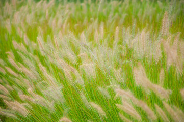 Green grass with spikelets