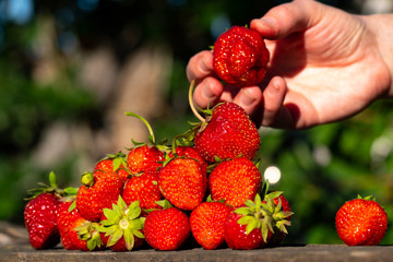 ripe strawberries in hand, consider the berries for purchase, the selection of strawberries lying on a wooden old garden Board