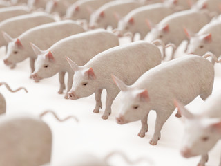 3d rendered illustration of a lot of pigs