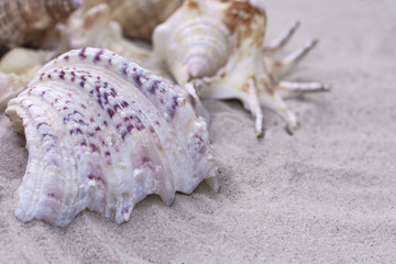 Fototapeta na wymiar Large seashells on the sand. Summer beach background