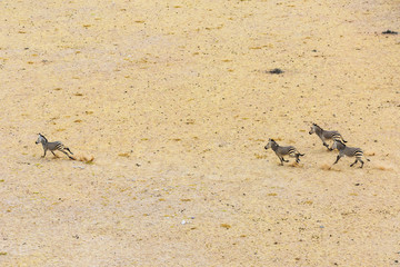 Luftaufnahme, Hartmann-Bergzebras (Equus zebra hartmannae), Tinkas Plains, Namib-Naukluft-Nationalpark, nordöstlicher Teil