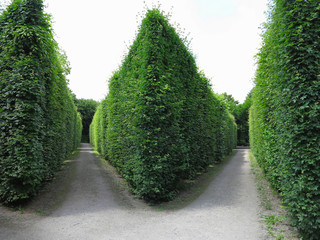 Ideally geometrically cropped shorn trees in abstract well-kept park