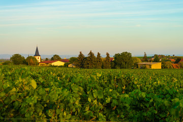 Fototapeta na wymiar View over vineyards to a village in rheinhessen