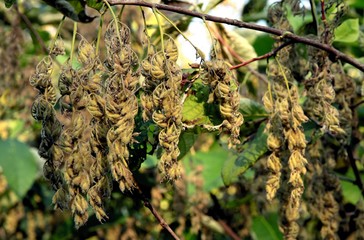 Pterostyrax hispida tree with seeds