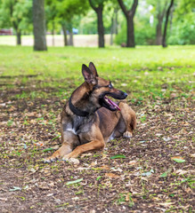 Belgian Shepherd Malinois  in the park
