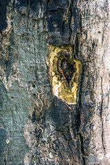 Texture of brown tree trunk