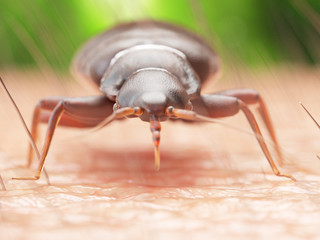 3d rendered illustration of a bedbug on human skin - obrazy, fototapety, plakaty
