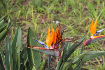 Obraz premium Piękny ptak rajski kwiat