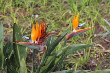 Beautiful bird of paradise flower