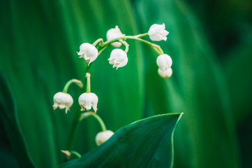 Lily of the valley flowers on the background of green leaves
