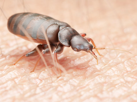 3d rendered illustration of a bedbug on human skin