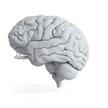 3d rendered medically accurate illustration of a white human brain