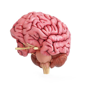 3d rendered medically accurate illustration of a realistic human brain