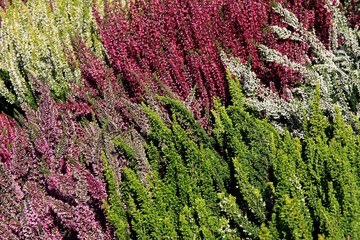 multicolor flowers of heath plants at autumn