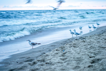 Seagulls by the sea 