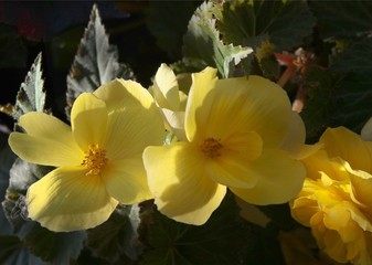 Obraz premium yellow flowers of begonia close up