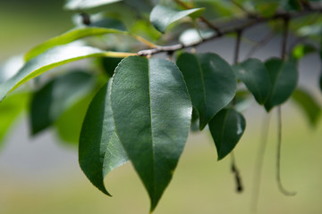 Leaf